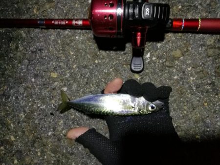 2021/07/17 南港アジング