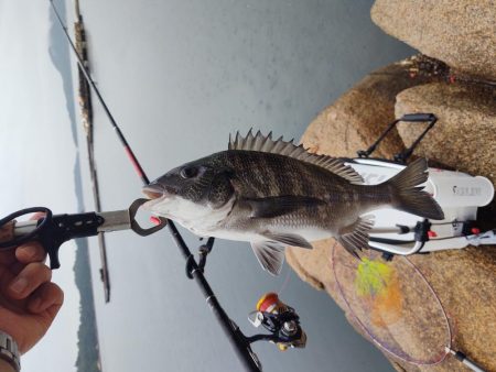 本浦海岸で磯釣り＆渚釣り