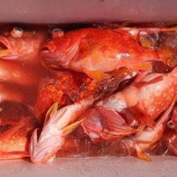 康仁丸・ジギング・鯛ラバ・釣り果