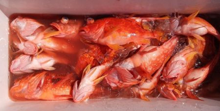 康仁丸・ジギング・鯛ラバ・釣り果