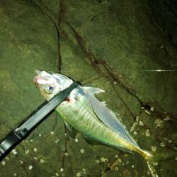 (尺アジ)フロートゲーム