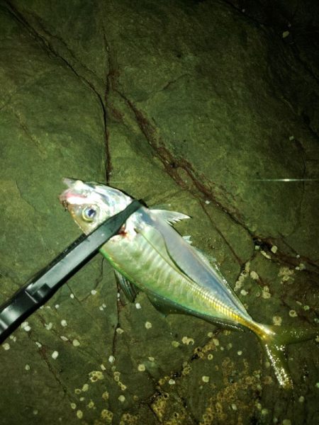 (尺アジ)フロートゲーム