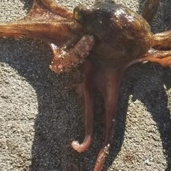 タコ2、コサバ1