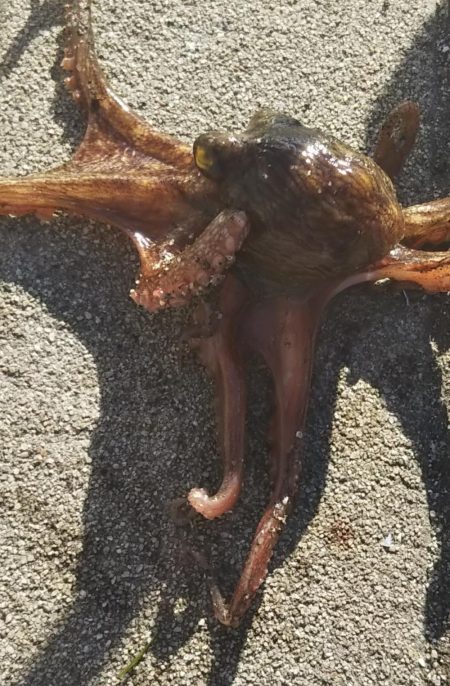 タコ2、コサバ1