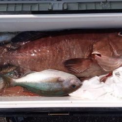 康仁丸・泳がせ釣り、釣り果