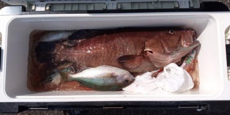 康仁丸・泳がせ釣り、釣り果