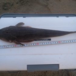 ダイソールアーでマゴチ後シロギス良