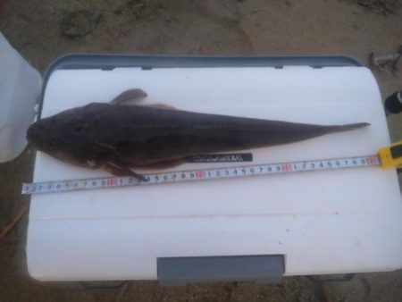 ダイソールアーでマゴチ後シロギス良