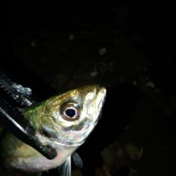 (尺アジ)フロートゲーム