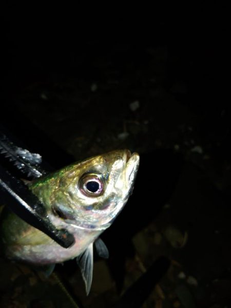 (尺アジ)フロートゲーム