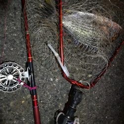 2021/07/27 南港ヘチ釣り