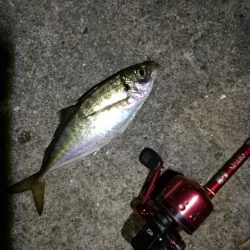 2021/07/28 南港アジング