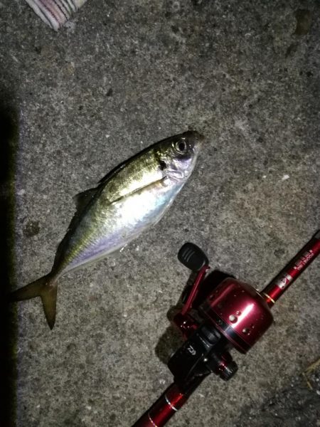 2021/07/28 南港アジング