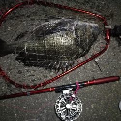 2021/07/30 南港ヘチ釣り