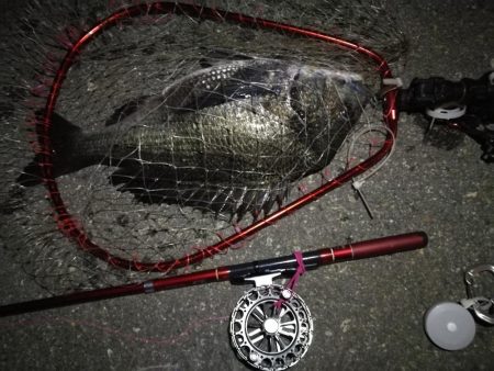 2021/07/30 南港ヘチ釣り