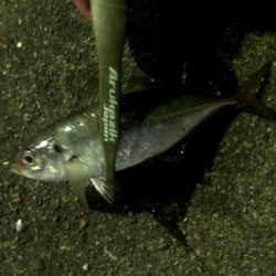 南港にアジがいるけどなかなか釣りにくい