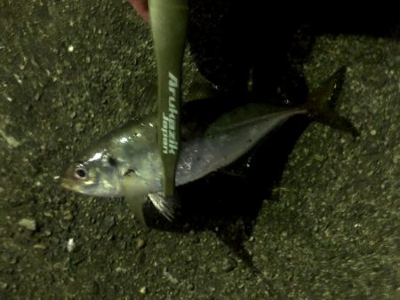 南港にアジがいるけどなかなか釣りにくい