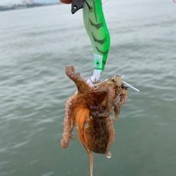 タコ少し上向けだけど