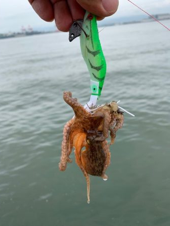 タコ少し上向けだけど