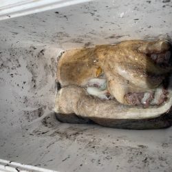 タコ計　３キロ　好調ではないが