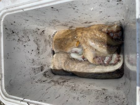 タコ計　３キロ　好調ではないが