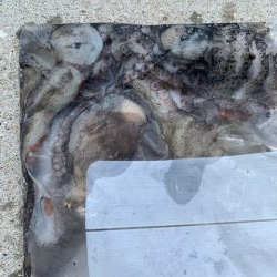 今季一番渋い？