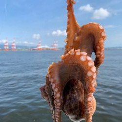 かなり入ってきています