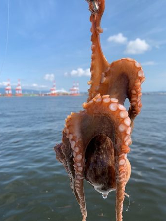 かなり入ってきています