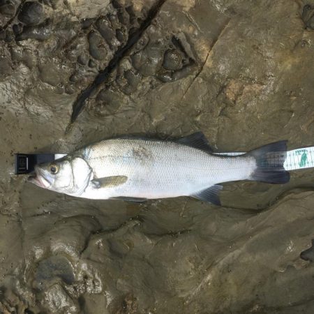 A.P.Pフィッシングガイドサービス　青物…