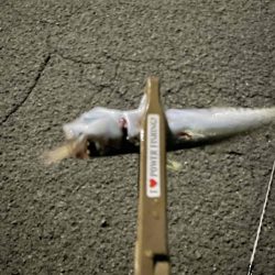 アジ回遊してきた