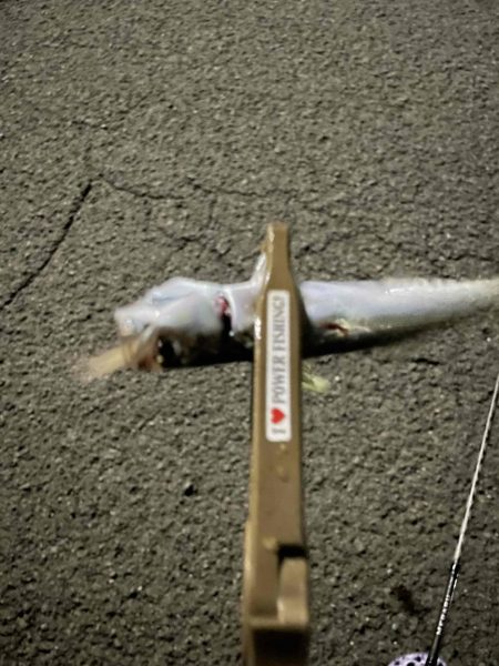 アジ回遊してきた