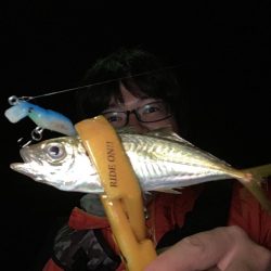 A.P.Pフィッシングガイドサービス　ときおりプラグでもアジを釣る