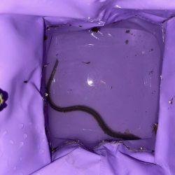 梅雨明け最初の釣行