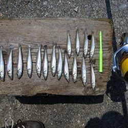 ピンギスが少し