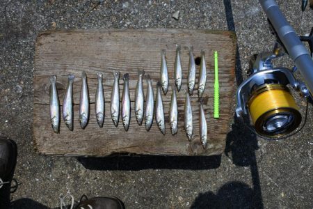 ピンギスが少し