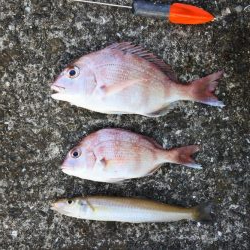 猛暑のキス釣り