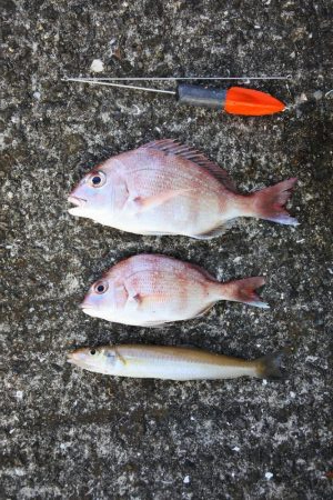 猛暑のキス釣り