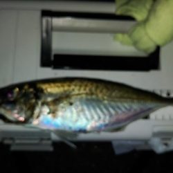 (尺アジ)フロートゲーム