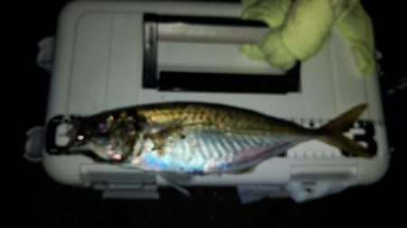 (尺アジ)フロートゲーム