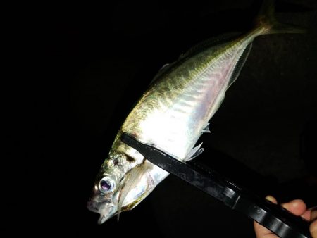 (尺アジ)フロートゲーム