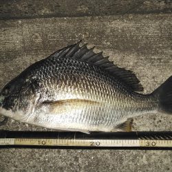 マチヌいました