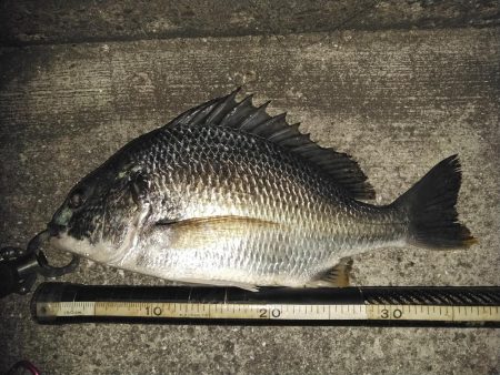 マチヌいました