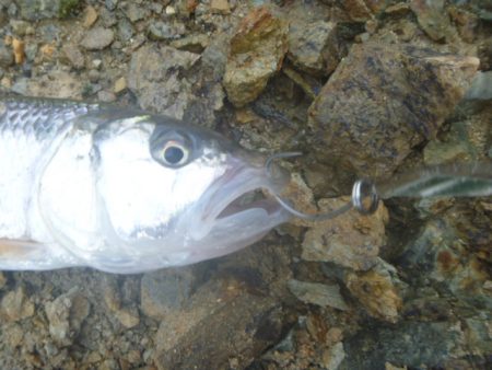 梅雨の淡水魚