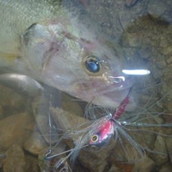 梅雨明け？バス