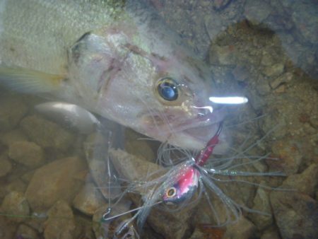 梅雨明け？バス