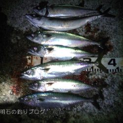 大サバ爆釣!