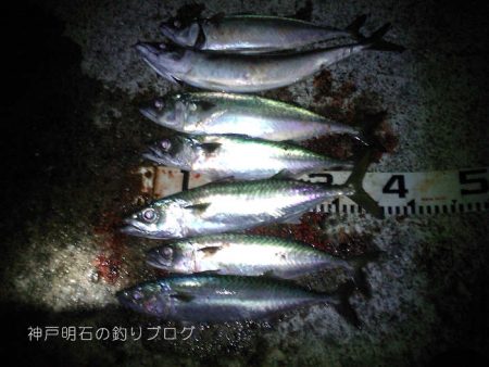 大サバ爆釣!