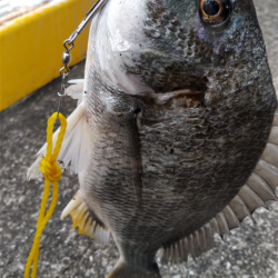 雨続きのキビレ
