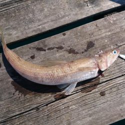 筏ショアジギング