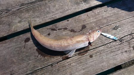 筏ショアジギング